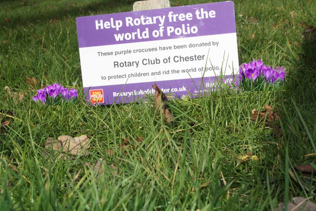 crocus bulbs and a Rotary in Chester sign